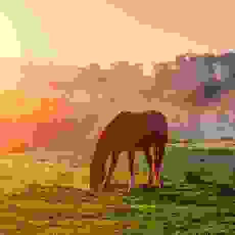 Equine Cremation